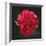 Red Peony Head-Philippe Sainte-Laudy-Framed Photographic Print