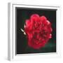 Red Peony Head-Philippe Sainte-Laudy-Framed Photographic Print