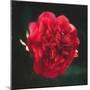 Red Peony Head-Philippe Sainte-Laudy-Mounted Photographic Print