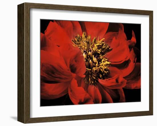 Red Peony II-Christine Zalewski-Framed Art Print