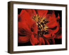 Red Peony II-Christine Zalewski-Framed Art Print