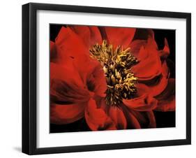 Red Peony II-Christine Zalewski-Framed Art Print