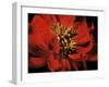 Red Peony II-Christine Zalewski-Framed Art Print