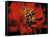 Red Peony II-Christine Zalewski-Framed Stretched Canvas