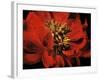 Red Peony II-Christine Zalewski-Framed Art Print