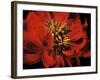 Red Peony II-Christine Zalewski-Framed Art Print