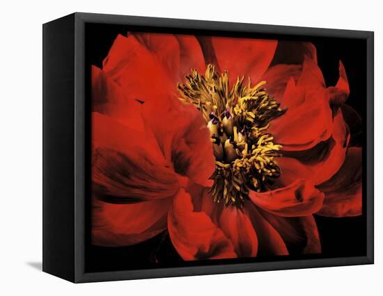 Red Peony II-Christine Zalewski-Framed Stretched Canvas