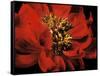 Red Peony II-Christine Zalewski-Framed Stretched Canvas