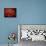Red Peony II-Christine Zalewski-Framed Stretched Canvas displayed on a wall