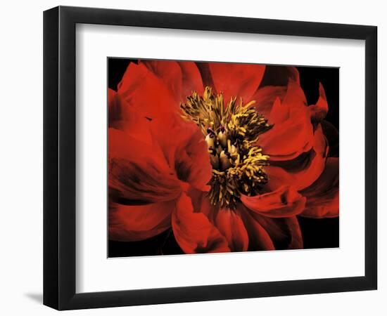 Red Peony II-Christine Zalewski-Framed Art Print