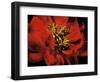 Red Peony II-Christine Zalewski-Framed Art Print