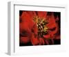 Red Peony II-Christine Zalewski-Framed Art Print