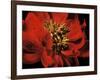 Red Peony II-Christine Zalewski-Framed Art Print