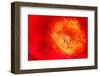 Red peony petals-null-Framed Photographic Print