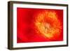 Red peony petals-null-Framed Photographic Print