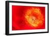 Red peony petals-null-Framed Photographic Print