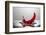 Red Pepper FreshSplash-Steve Gadomski-Framed Photographic Print