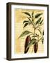 Red Pepper-Walter H. Fitch-Framed Art Print