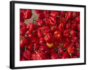 Red Peppers at the Saturday Market, San Ignacio, Belize-William Sutton-Framed Photographic Print