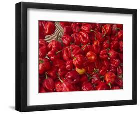 Red Peppers at the Saturday Market, San Ignacio, Belize-William Sutton-Framed Photographic Print