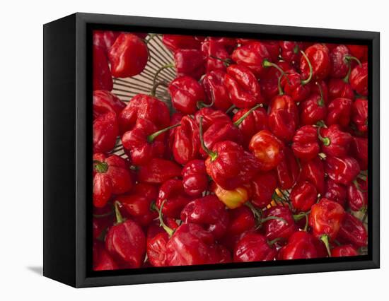 Red Peppers at the Saturday Market, San Ignacio, Belize-William Sutton-Framed Stretched Canvas