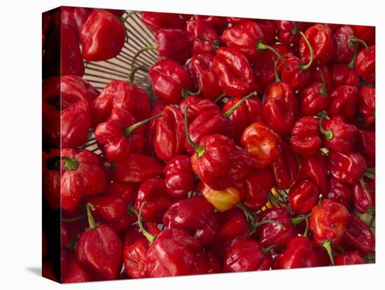 Red Peppers at the Saturday Market, San Ignacio, Belize-William Sutton-Stretched Canvas