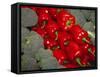 Red Peppers-Ken Hammond-Framed Stretched Canvas