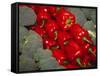 Red Peppers-Ken Hammond-Framed Stretched Canvas