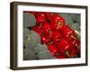 Red Peppers-Ken Hammond-Framed Photo