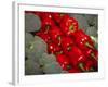 Red Peppers-Ken Hammond-Framed Photo