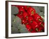 Red Peppers-Ken Hammond-Framed Photo