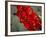 Red Peppers-Ken Hammond-Framed Photo