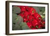 Red Peppers-Ken Hammond-Framed Art Print