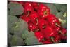 Red Peppers-Ken Hammond-Mounted Art Print