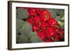 Red Peppers-Ken Hammond-Framed Art Print