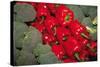 Red Peppers-Ken Hammond-Stretched Canvas