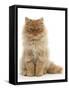 Red Persian Male Kitten, 15 Weeks, Sitting-Mark Taylor-Framed Stretched Canvas