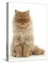 Red Persian Male Kitten, 15 Weeks, Sitting-Mark Taylor-Stretched Canvas