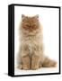 Red Persian Male Kitten, 15 Weeks, Sitting-Mark Taylor-Framed Stretched Canvas