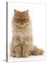 Red Persian Male Kitten, 15 Weeks, Sitting-Mark Taylor-Stretched Canvas