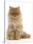 Red Persian Male Kitten, 15 Weeks, Sitting-Mark Taylor-Stretched Canvas