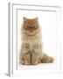 Red Persian Male Kitten, 15 Weeks, Sitting-Mark Taylor-Framed Photographic Print