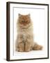 Red Persian Male Kitten, 15 Weeks, Sitting-Mark Taylor-Framed Photographic Print