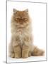 Red Persian Male Kitten, 15 Weeks, Sitting-Mark Taylor-Mounted Photographic Print
