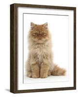Red Persian Male Kitten, 15 Weeks, Sitting-Mark Taylor-Framed Photographic Print