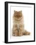 Red Persian Male Kitten, 15 Weeks, Sitting-Mark Taylor-Framed Photographic Print