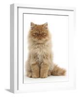 Red Persian Male Kitten, 15 Weeks, Sitting-Mark Taylor-Framed Photographic Print