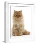 Red Persian Male Kitten, 15 Weeks, Sitting-Mark Taylor-Framed Photographic Print