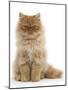 Red Persian Male Kitten, 15 Weeks, Sitting-Mark Taylor-Mounted Photographic Print