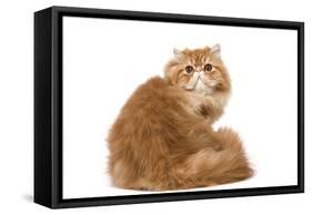Red Persian-null-Framed Stretched Canvas